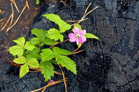 A bright purple flower blooming over the stump of a burnt tree.